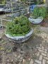 Plantenbak, Velopa gevuld met div. planten, antraciet, hoog 50cm. ø 120cm.